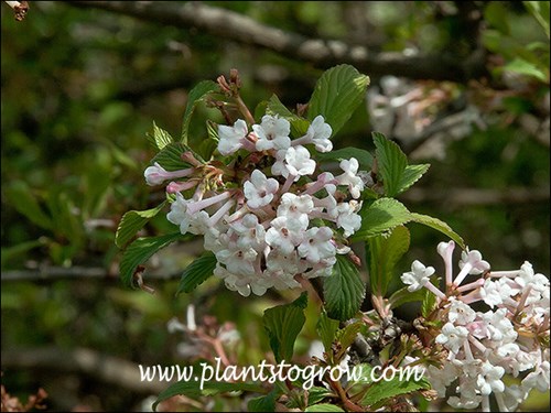 Blooming March 24th, this was a very early spring